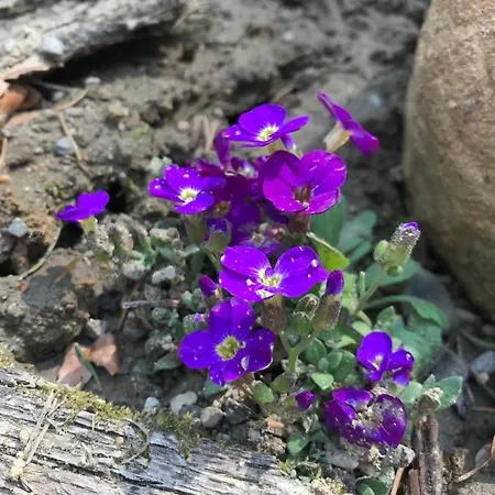 וילה Котеджі Шаяниця З Озером, Водоспадом Біля Букового Лісу *
